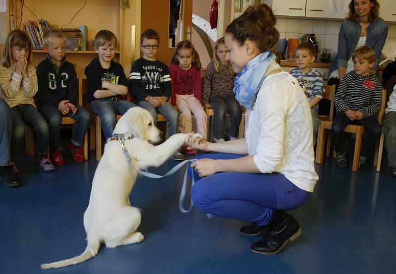 Durch den Besuch der Hundeschule Rosa Huber konnten die Kindergartenkinder wieder Vertrauen zu fremden Hunden fassen. Dieses war nach einem Beißvorfall bei einem Ausflug verloren gegangen.