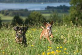 Der Tierschutzverein Pfotenhelfer e.V. benötigt dringend Hilfe in Form von Sachspenden  und Vermittlungen – unter anderem suchen auch zwei Hundepaare ein neues Zuhause.