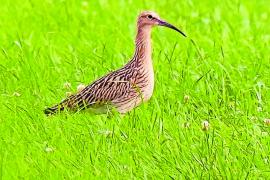 Großer Brachvogel im Fußbergmoos.