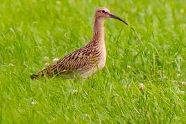 Großer Brachvogel im Fußbergmoos. 