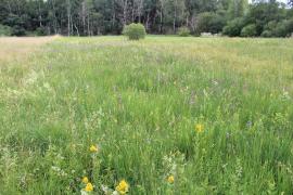 Streuwiese Fußbergmoos