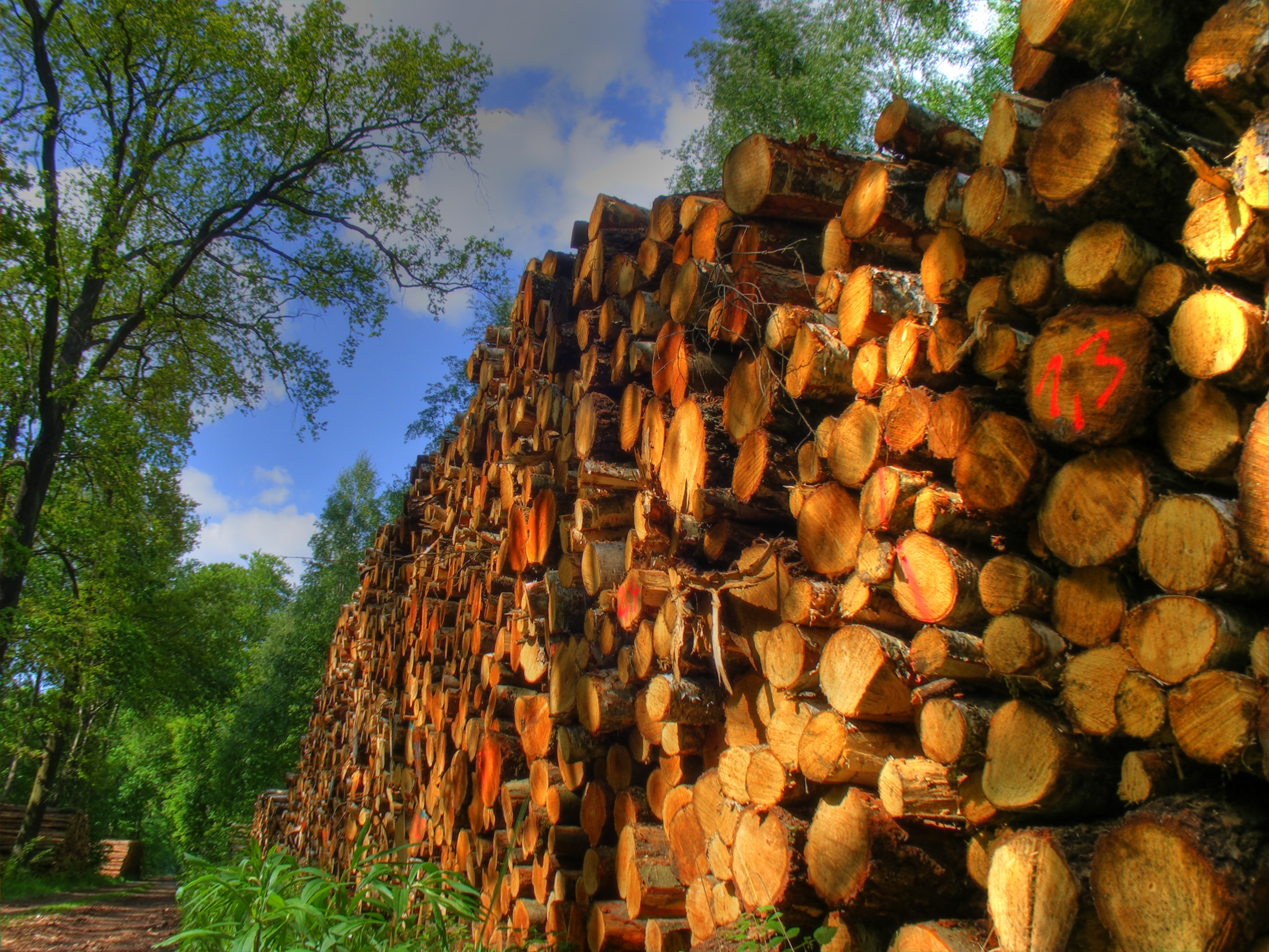 Holzdiebe im Landsberieder Wald AmperKurier