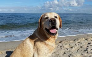 Viele Hundebesitzer könnten sich niemals vorstellen, die schönsten Wochen des Jahres ohne ihren geliebten Vierbeiner zu verbringen. Zwischen dem ersten Urlaubstag und dem Packen des Koffers steht jedoch ein wichtiger Programmpunkt: die Fahrt zur jeweiligen Destination.  