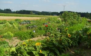 Wer gerne in der Erde gräbt, Saat ausbringt, zarten Pflänzchen beim Wachsen zusieht, Unkraut jätet, Gärtchen pflegt - aber vielleicht keinen eigenen Garten hat, in dem er dieser Freude nachgehen könnte, der ist bei den Brucker Land Sonnenäckern goldrichtig. 