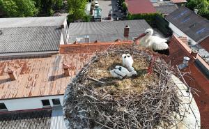Störche im Nest