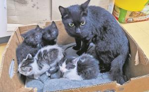 Katzenmutter mit Kitten