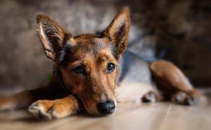 Ein Schäferhund liegt auf dem Boden.