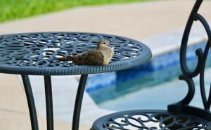 Ein Vogel sitzt auf einem Tisch auf der Terrasse, in der Nähe eines Pools.