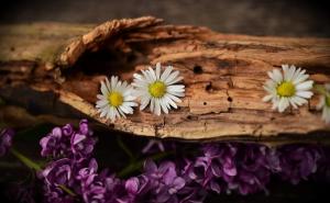 Arrangement aus verwittertem Holz mit drei Gänseblümchen und lilafarbenen Fliederblüten