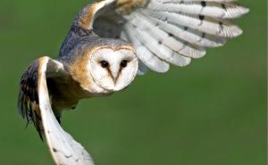 Schleiereule im Flug.