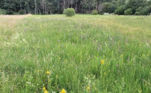 Streuwiese Fußbergmoos