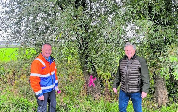 Gemeinsam mit der Unteren Naturschutzbehörde prüfen Bürgermeister Stefan Joachimsthaler und Bauhofleiter Baum für Baum: Welche der gefällten Weiden könnte eine Kopfweide werden, dafür steht das K.