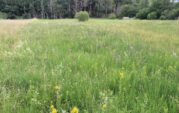 Streuwiese Fußbergmoos