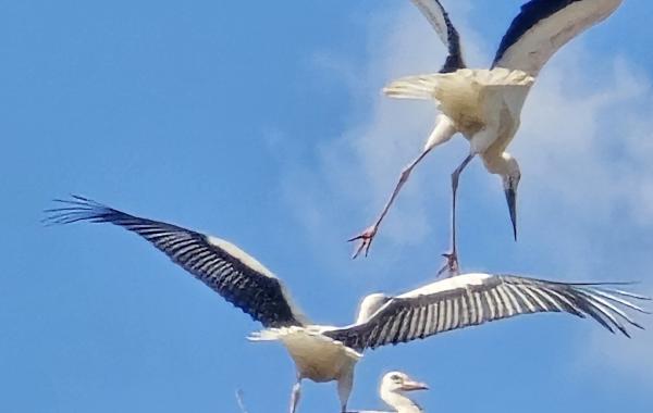 3 Jungstörche Flugübungen am Horst