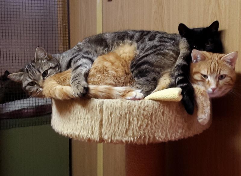 Der Weg ins Leben war für die vier Samtpfoten steinig: Geboren 2015 auf einem Campingplatz in Geiselbullach, überlebten die Schildpatt-Katze Franzi und der schwarze Kater Roy nur dank der Fürsorge von Campern, die sich um die Mama mit ihren Babys kümmerten, die Katzenfamilie fütterten und die Tiere später einfingen und zu den Tierfreunden Brucker Land nach Überacker brachten.