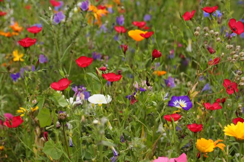 Blumenwiesen erfreuen Mensch und Tier gleichermaßen und die Initiative „Rettet die Bienen“ ist in derzeit in aller Munde. Jeder, der möchte, kann selbst auch einen Beitrag zu einer insektenfreundlichen Gestaltung unserer Natur leisten. „Lass es blühen!“ lautet daher eine Aktion des Starnberger Landratsamtes. 