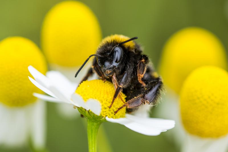 Die Bund Naturschutz-Ortsgruppe Althegnenberg-Hörbach veranstaltet in Kooperation mit dem Familienstützpunkt am Samstag, 29. Juni von 14 bis 17 Uhr für Jung und Alt einen „Bienenaktionstag“ in Hörbach am Alten Schulhaus, Schulweg 5, bei dem man ein summendes und brandaktuelles Thema mit allen Sinnen erfahren kann.