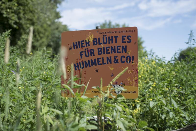 Um einen Beitrag zur Erhaltung des Lebensraums für Bienen, Hummeln, Schmetterlinge und Co. zu leisten, hat die Rudolf-Steiner-Schule Gröbenzell im Frühjahr einen Blühstreifen am Rand ihres Schulgeländes eingesät. Auf 3.000 Quadratmetern grünt, blüht und summt es nun prächtig. 