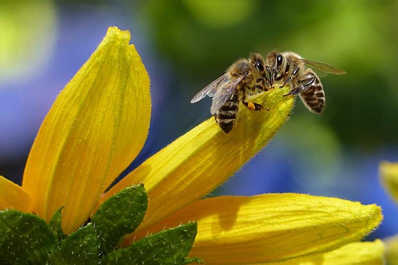 Am Dienstag wurde in einer Bienenhaltung in Türkenfeld der Ausbruch der Amerikanischen Faulbrut amtlich festgestellt. Das Landratsamt Fürstenfeldbruck hat deshalb einen Sperrbezirk um diesen Betrieb mit einem Radius von ca. zwei Kilometern eingerichtet, welcher Teile der Gemeinde Türkenfeld umfasst. 