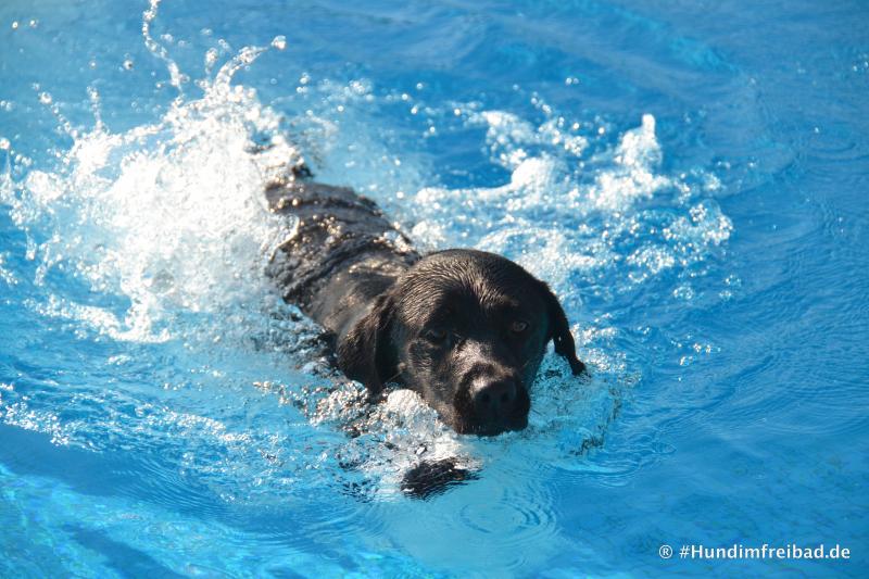 Einen Tag nach dem offiziellen Saisonende im Freibad, findet am Sonntag, den 15. September das mittlerweile dritte Hundeschwimmen statt. Von 10:00 bis 17.00 Uhr bietet sich für Hunde, Frauchen und Herrchen die Gelegenheit, einen einzigartigen Tag im Freibad zu verbringen.  