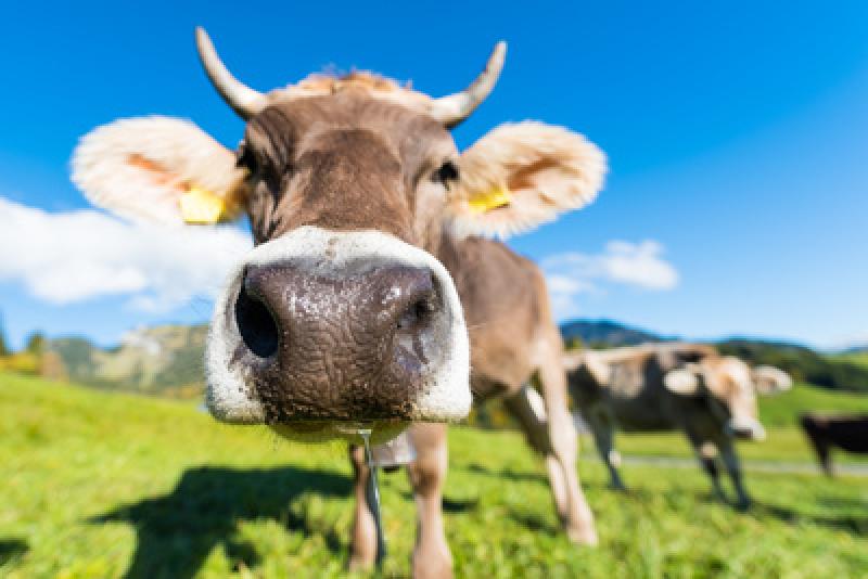 Am vergangenen Sonntag wurde der Polizei mitgeteilt, dass in der Mühlfeldstraße eine Kuh läuft. Von der Olchinger Polizeistreife konnte die Kuh „Mucki“ in der Lusstraße gesichtet werden.