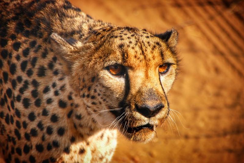 Wenn Naturschutz und Fotografie eine Symbiose eingehen, dann finden die Fürstenfelder Naturfototage statt, 2019 erstmals im August. In den Vorträgen wird in Afrika, Südamerika und Südostasien entlang des Äquators gereist. Vom 22. Bis 25.8. 2019 können sich Besucher in 20 Workshops, Seminaren und Produktpräsentationen weiterbilden. 