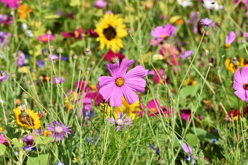 Was ist aus den Wildblumensamen geworden, die das Landratsamt im Frühjahr verschenkt hat? Fotos können unter www.lk-starnberg.de/artenvielfalt hochgeladen werden. An der Fotoaktion kann sich jeder beteiligen, der einen insektenfreundlichen Garten hat. 