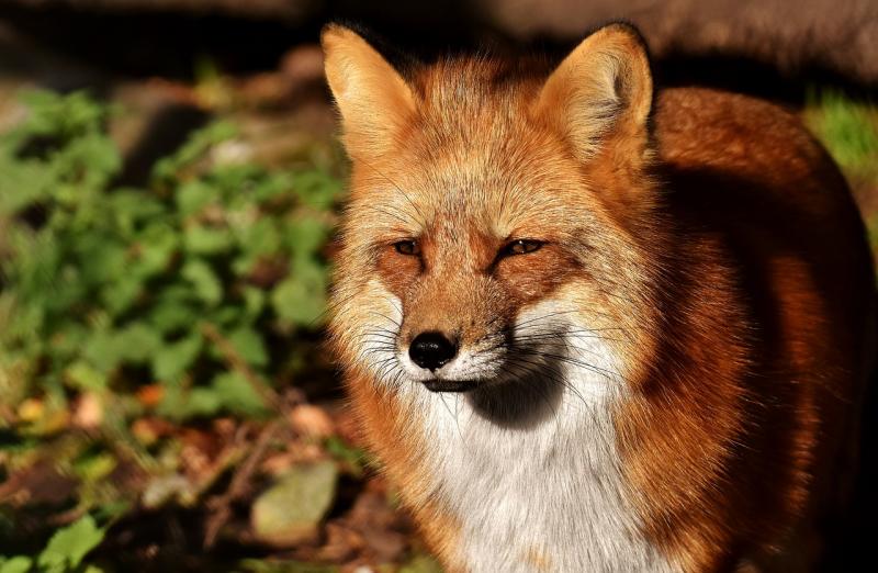 Zwei 8-jährige Mädchen aus Frieding übernachten im Zelt im Garten ihrer Eltern, als plötzlich ein Fuchs auf das Zelt sprang und dieses in der Folge zum Einsturz brachte. Die im Zelt befindlichen verschreckten Kinder versuchten durch Schläge auf die Zeltinnenwand den Fuchs abzuwehren.