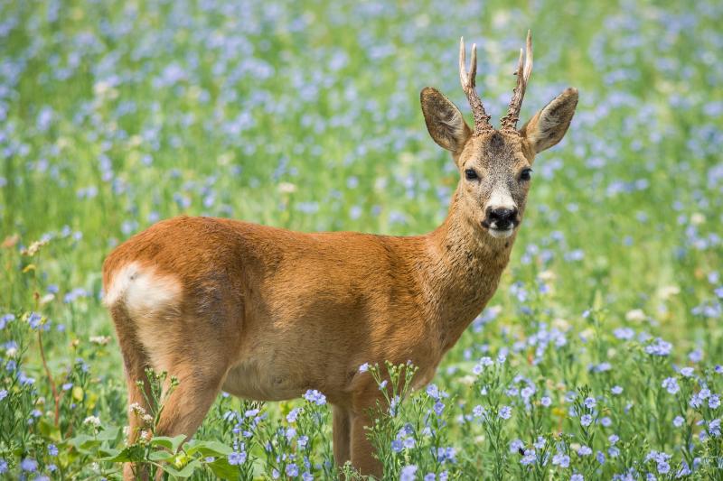 Von Ende Juli bis Mitte August herrscht reges Treiben auf Feldflur und Wiese: Rehböcke sind in der Paarungszeit und gehen auf Brautschau. Das Rehwild ist jetzt besonders aktiv und überquert häufig unverhofft die Fahrbahn - auch tagsüber. 