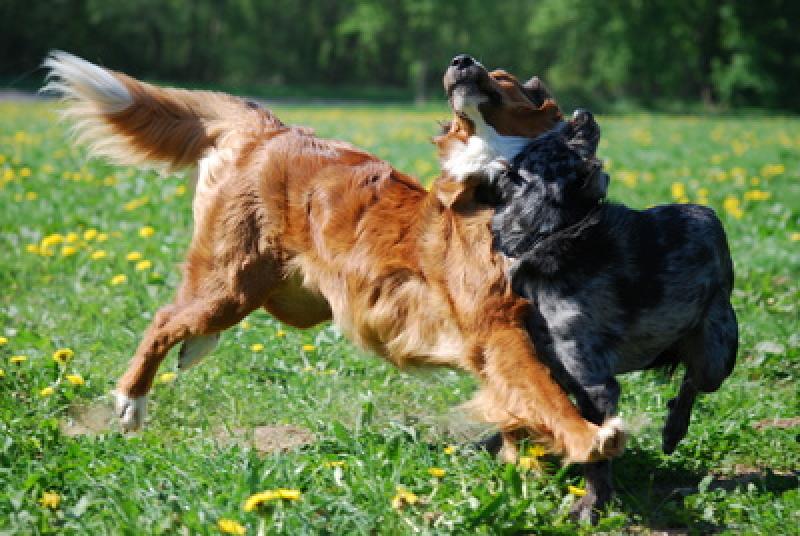 - Ein 58jähriger Gilchinger fuhr Samstagabend mit seinem Fahrrad die Laubaner Straße entlang. Ans seiner Seite lief sein Hund. Plötzlich kam ein anderer Hund auf seinen Hund zugelaufen und es kam zu einem kurzen Gerangel zwischen den Tieren.