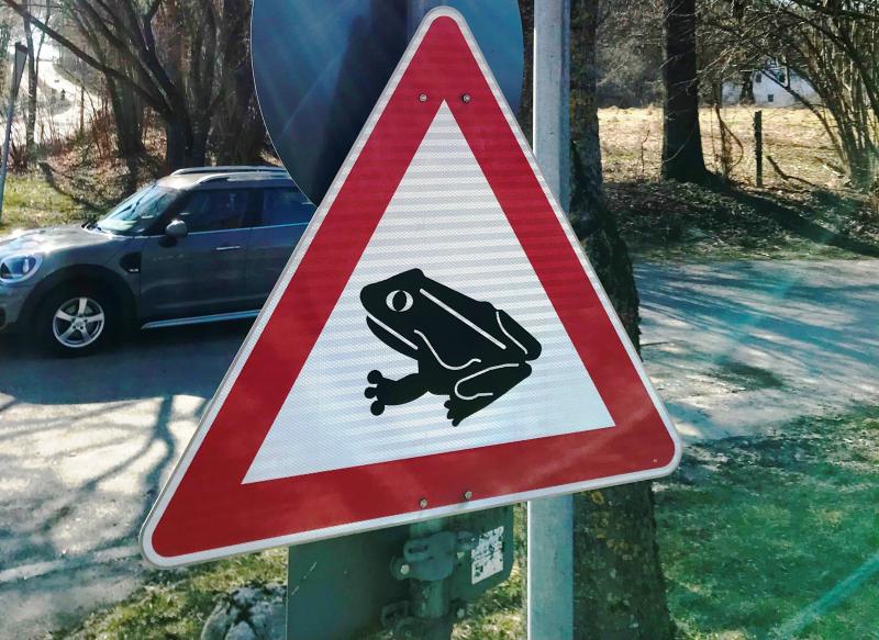 Mit zunehmender Tageslänge werden Frösche, Kröten und Molche demnächst wieder zu ihren Laichgewässern wandern. Sobald die Temperaturen mehrere Nächte hintereinander wieder im Plusbereich (über 4 - 5°Celsius) liegen und ausreichend Feuchtigkeit oder Regen dazukommt, zieht es die Tiere aus ihren Winterquartieren zu den Weihern und Tümpeln.