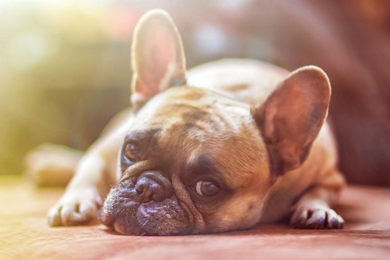 Hunde sollten nicht nur die richtige Erziehung genießen, sondern benötigen in erster Linie die besondere Fürsorge ihres Herrchens. Neben der Fellpflege sollte an dieser Stelle vor allem auch der Zahnhygiene ein besonderes Augenmerk zuteil werden. Sogenannte Hunde-Kauknochen erweisen sich als schmackhafter Snack für jeden Vierbeiner und schützen die Zähne der Hunde vor Zahnstein und Plaque.