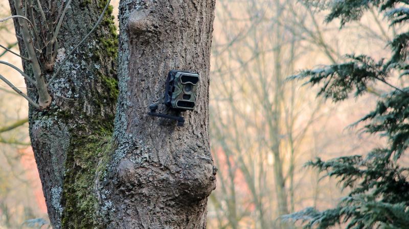 Ein Jäger hat in einem Waldgebiet in Holzhausen mehrere Wildkameras angebracht und konnte am gestrigen Vormittag von zu Hause über einer Liveübertragung feststellen, wie zunächst drei Waldarbeiter an einer dieser Wildkamera sehr interessiert vorbeigingen.  Kurz danach konnte er beobachten, dass die besagte Wildkamera von den drei Personen abmontiert wurde und anschließend in einer Tüte verstaut wurde. 