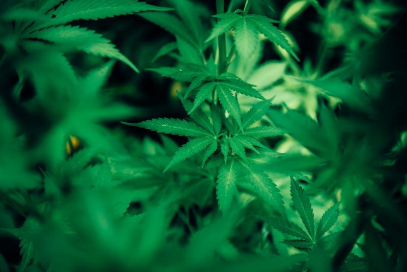 Immer häufiger berichten verschiedenen Blogs im Internet über die vermeintlichen Vorteile des CBD Öls. Auch, wenn es derzeit noch keine endgültige Studienlage gibt, greifen viele Personen zum CBD Öl oder CBD Liquid. Die darin enthaltenen Cannabinoide sind für die Wirkung verantwortlich.