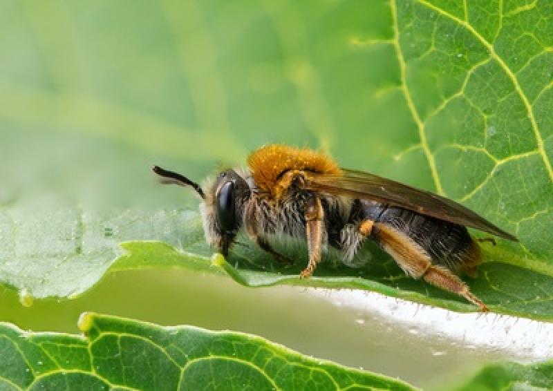 Durch die coronabedingte Schließung der Spielplätze in Fürstenfeldbruck konnten sich Sandbienen ungestört in den Sandkästen ansiedeln. Diese Wildbienenart steht unter strengem Artenschutz.