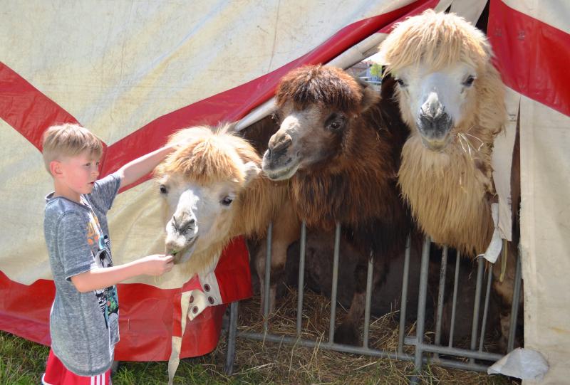 Nach einer erfolgreichen Spendenaktion für den in Gilching gestrandeten Zirkus „King“ (Kaiser) werden nun neu Unterschriften gesammelt, um generell Zirkussen schon vor dem 31. August Auftritte zu ermöglichen. 