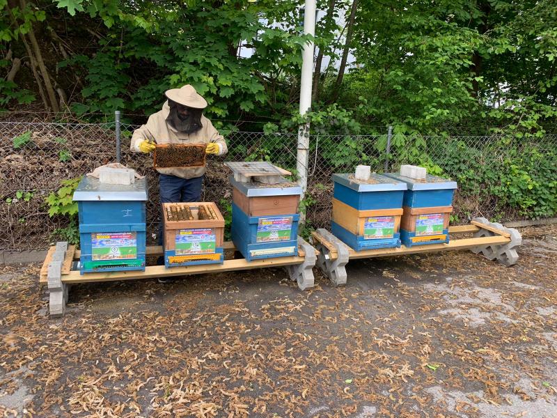 Etwa 250.000 neue Mitarbeiterinnen hat das Autohaus Gröbenzell kürzlich eingestellt. Um den Kunden eigenen Honig anbieten zu können, entschied sich die Geschäftsführung dazu, in Zusammenarbeit mit Ihsan Koçaş von der Imkerei BeeSultan, fünf Bienenvölker auf dem Autohaus-Gelände aufzustellen. 