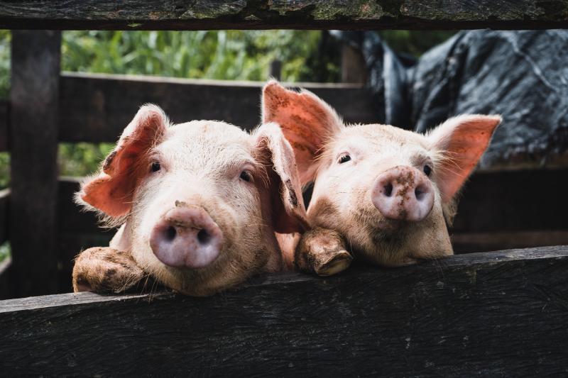 In der Nacht von Sonntag auf Montag, zwischen 20.00 Uhr und 08.30 Uhr, wurde in Germering ein Schwein, das aktuell in einem Sommerstall eines Germeringer Hofladens nahe der Augsburger Straße gehalten wird, getötet. 