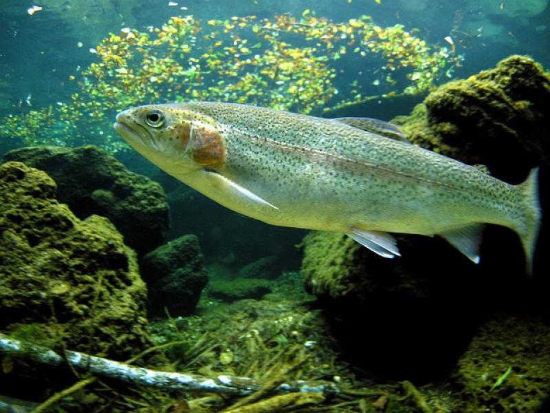 In einem Fischhaltungsbetrieb in der Gemeinde Türkenfeld ist bei Regenbogenforellen der Erreger der Infektiösen Hämatopoetischen Nekrose der Salmoniden (IHN) nachgewiesen worden.