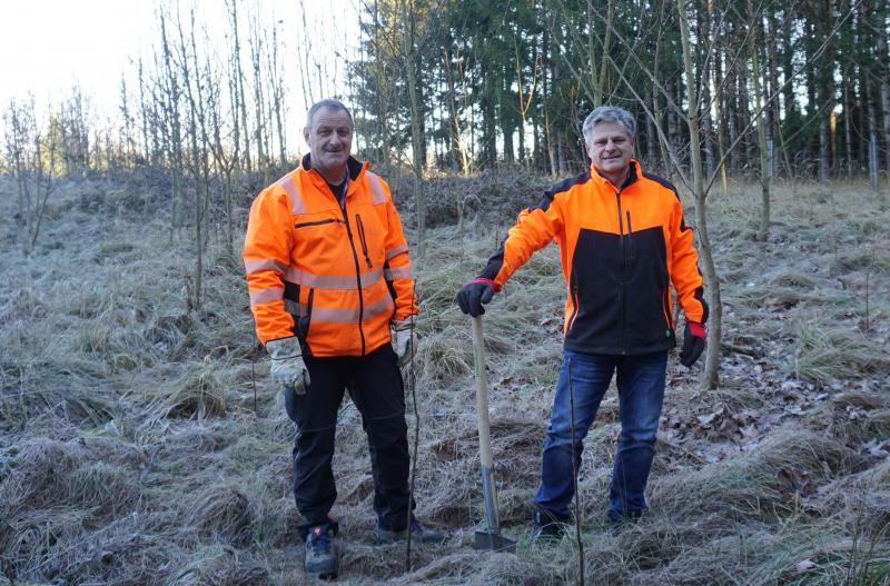 Auf einer freien Fläche im Gemeindewald hat der Bauhof 38 Bergahorn gepflanzt. Bürgermeister Stefan Joachimsthaler hat mit zugepackt. Mit dieser Aufforstung löst er ein Versprechen ein: Zu Beginn seiner Amtszeit kündigte er an, am Ende des Jahres für jedes neugeborene Allinger Kind einen Baum zu pflanzen. 