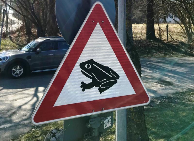 Mit zunehmender Tageslänge und den milden Nachttemperaturen hat die Amphibienwanderung begonnen. Frösche, Kröten und Molche ziehen zu den Laichgewässern. 