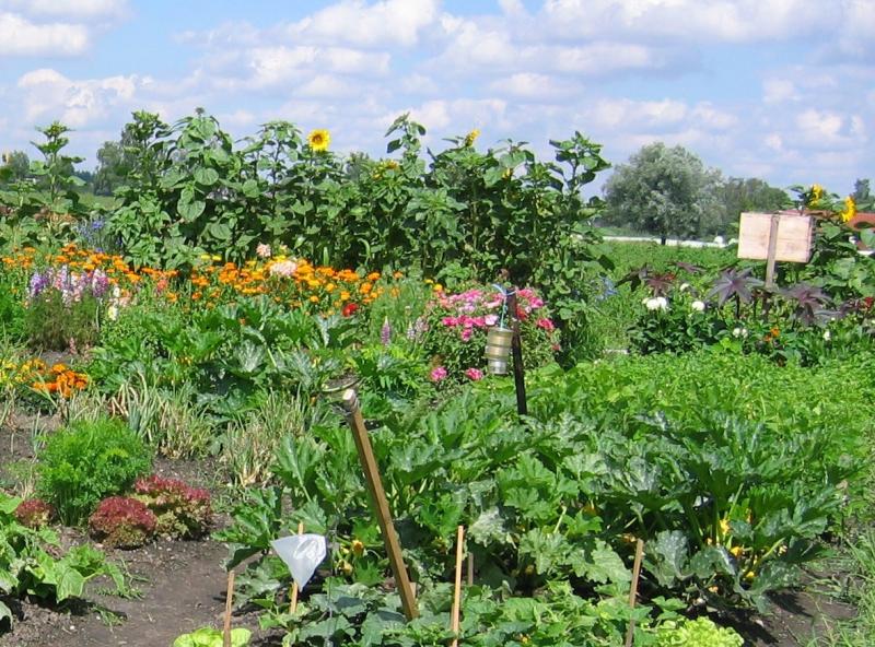 Wer gerne in der Erde gräbt, Saat ausbringt, zarten Pflänzchen beim Wachsen zusieht, Unkraut jätet, Gärtchen pflegt - aber vielleicht keinen eigenen Garten hat, in dem er dieser Freude nachgehen könnte, der ist bei den BRUCKER LAND Sonnenäckern goldrichtig.