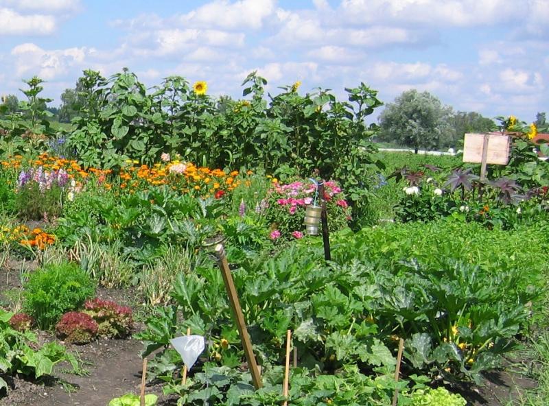 Wer gerne in der Erde gräbt, Saat ausbringt, zarten Pflänzchen beim Wachsen zusieht, Unkraut jätet, Gärtchen pflegt - aber vielleicht keinen eigenen Garten hat, in dem er dieser Freude nachgehen könnte, der ist bei den BRUCKER LAND Sonnenäckern goldrichtig. 