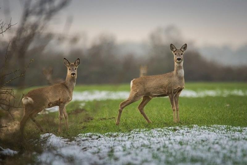 Bereits in der vergangenen Woche tötete ein wildernder Hund im Gilchinger Ortsteil Geisenbrunn, in der Nähe des Hüllbergholz, ein weibliches Rehwild, während der noch geltenden Schonzeit.