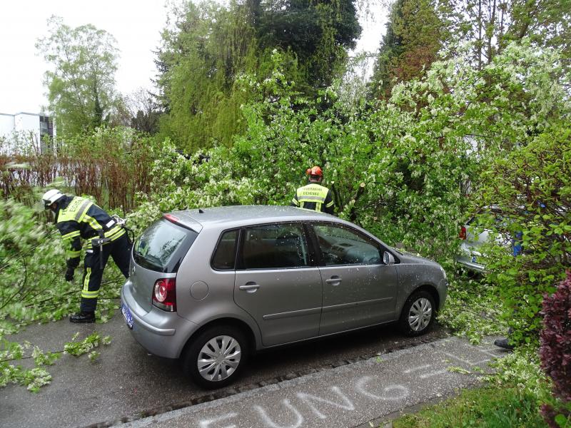 Richtiges Glück hatten heute früh zwei Autobesitzerinnen in der Josef-Haydn-Straße, als gegen 08.50 Uhr plötzlich ein großer Laubbaum vermutlich wegen des nächtlichen Sturms vom Grundstück eines 54-jährigen Eichenauers auf die Straße umstürzte.