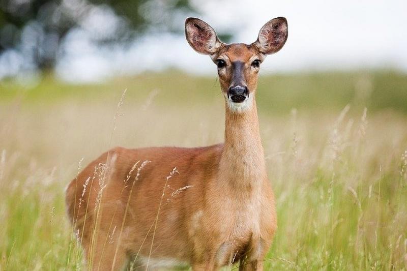 Am gestrigen Sonntag ereignete sich ein sehr unschöner hässlicher Vorfall mit einem wildernden Hund in einem Waldweg in der Nähe des Starnberger Weges am Stadtrand von Germering.