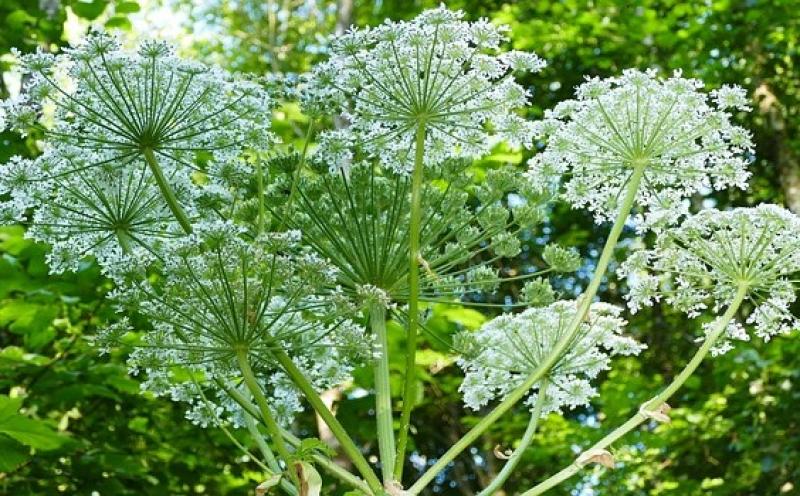 Zur Zeit freuen wir uns über jede Pflanze, die wir nach der langen kalten Jahreszeit wieder in der Natur erblicken. Aber nicht nur harmloses Grün, auch der gesundheitsschädliche Riesenbärenklau, auch Herkulesstaude genannt, sprießt mit dem Anstieg der Temperaturen vor allem in Verbindung mit den reichlichen Niederschlägen der letzten Wochen wieder aus. 