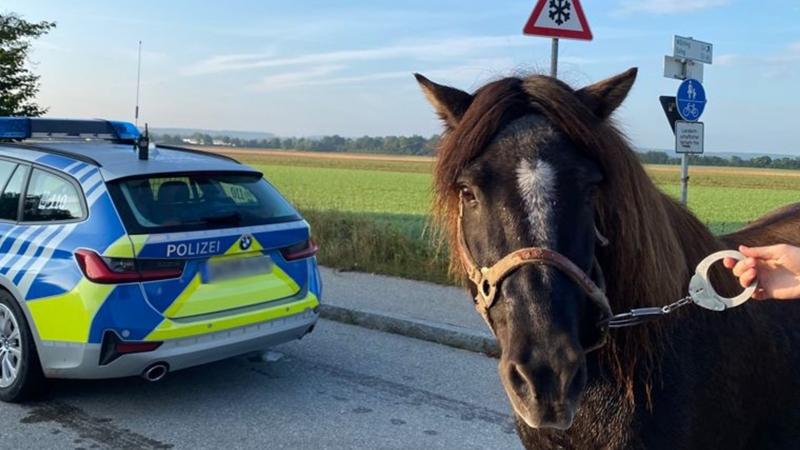 – Nachdem der Spaziergang einer 43-Jährigen aus dem Landkreis Starnberg und ihrem Pony Wotan am Sonntagmorgen aus dem Ruder lief, nahm er dank dem beherzten Eingreifen einer Polizistin doch noch ein gutes Ende.
