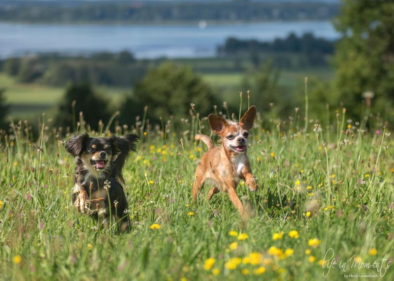 Der Tierschutzverein Pfotenhelfer e.V. benötigt dringend Hilfe in Form von Sachspenden  und Vermittlungen – unter anderem suchen auch zwei Hundepaare ein neues Zuhause.