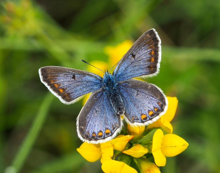 Eine imposante Fotoreise vor unserer Haustüre zu den fliegenden Edelsteinen unter den Tagfaltern unternimmt der LBV per Online Vortrag am kommenden Dienstag, 26. April, von 19.30 bis 20.30 Uhr.